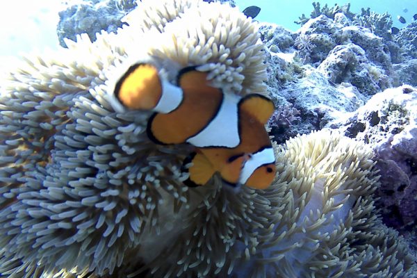 False_Clown_Anemonefish_Siladen_Reef_Bunaken_Marine_Park_North_Sulawesi