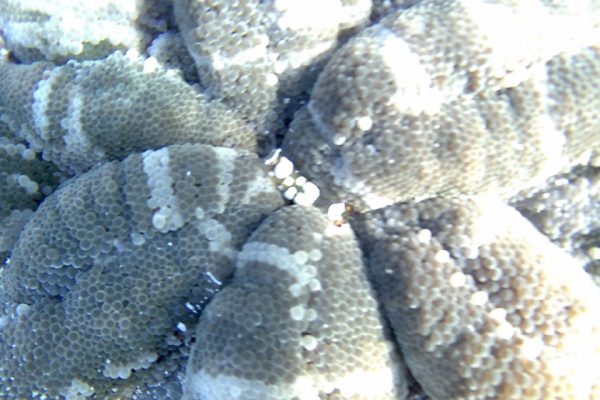 Transparent_Anemoneshrimps_Siladen_Reef_Bunaken_Marine_Park_North_Sulawesi