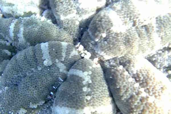 Transparent_Anemoneshrimps_Siladen_Reef_Bunaken_Marine_Park_North_Sulawesi