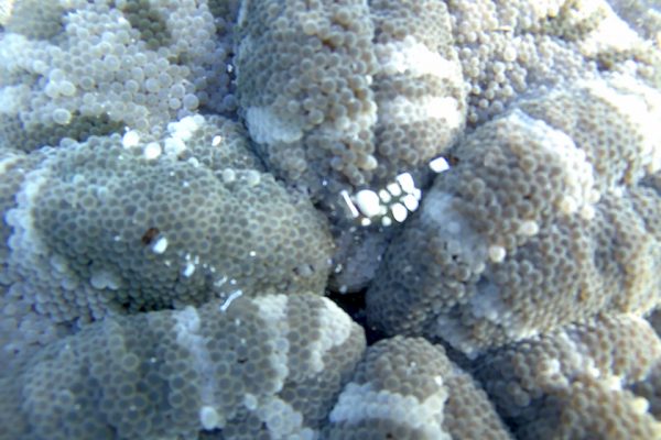 Transparent_Anemoneshrimps_Siladen_Reef_Bunaken_Marine_Park_North_Sulawesi