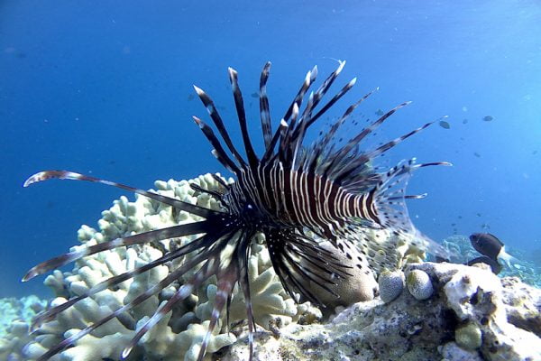 Common_Lion_Fish_Siladen_Reef_Bunaken_Marine_Park_North_Sulawesi
