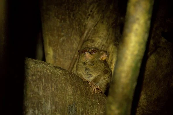 Tarsius_Spectrum_Tangkoko_Nature_Reserve_Bitung_North_Sulawesi