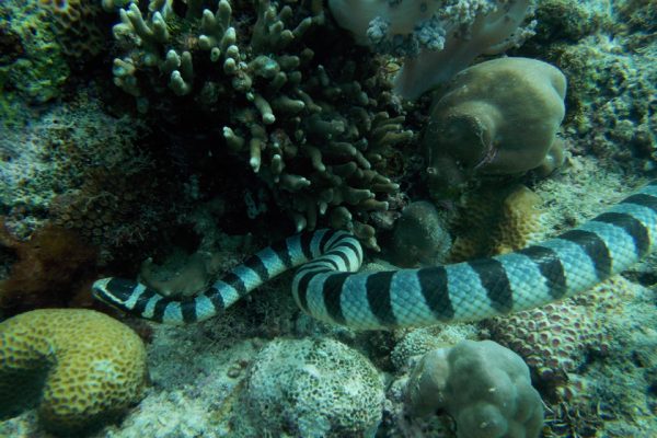 Banded_Sea_Snake_Lekuan_One_Bunaken_Marine_Park_North_Sulawesi