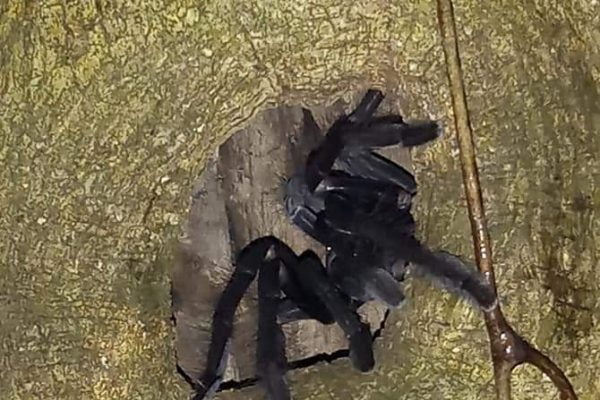 Tarantula_Spider_Tangkoko_Nature_Reserve_Bitung_North_Sulawesi