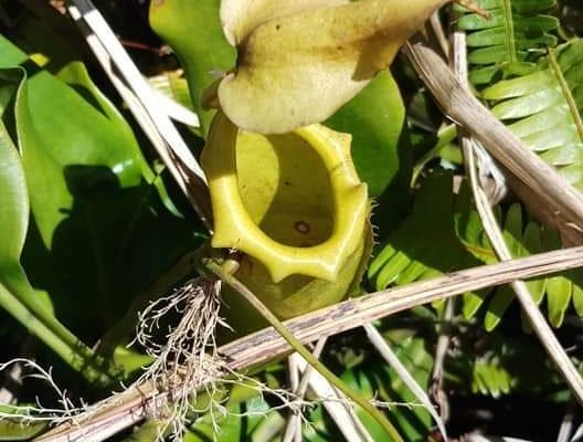 Nepenthes_Pitcher_Plant_Mount_Mahawu_Tomohon_North_Sulawesi_