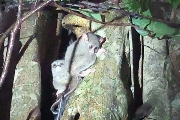Jungle_Trip_Tangkoko_Nature_Reserve_Bitung_North_Sulawesi