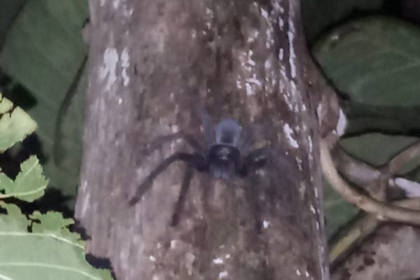 Jungle_Trip_Tangkoko_Nature_Reserve_Bitung_North_Sulawesi