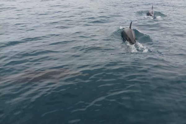 Dolphin_Tour_Batuputih_Bitung_North_Sulawesi