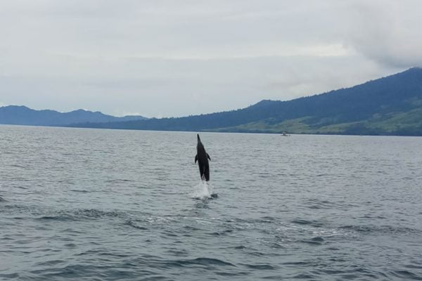 Dolphin_Tour_Batuputih_Bitung_North_Sulawesi