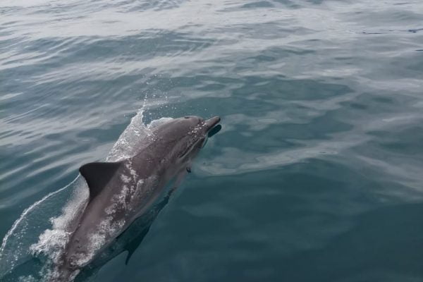 Dolphin_Tour_Batuputih_Bitung_North_Sulawesi
