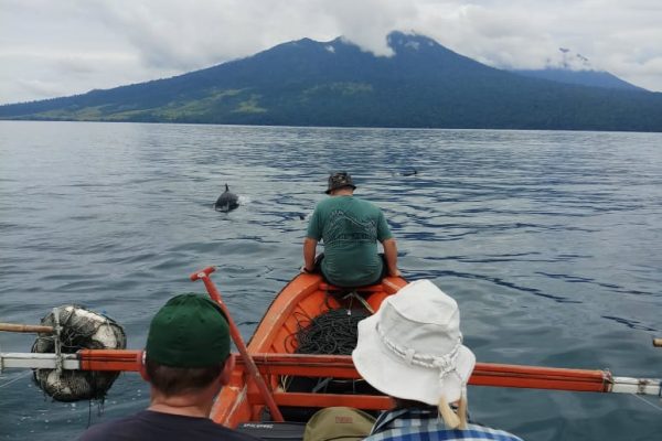 Dolphin_Tour_Batuputih_Bitung_North_Sulawesi