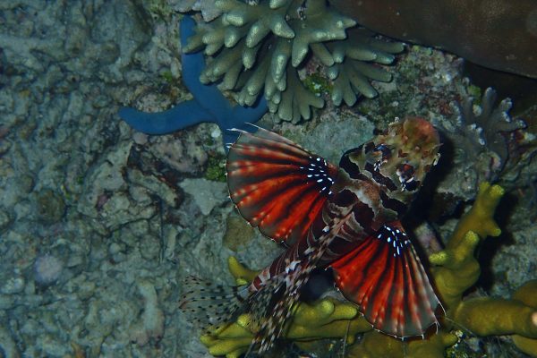 Zebra_Lionfish_Siladen_Reef_Bunaken_Marine_Park_North_Sulawesi_Indonesiai