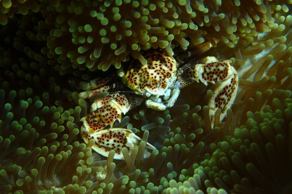 Porceline_Crab_Siladen_Reef_Bunaken_Marine_Park_North_Sulawesi