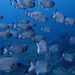 At_12_Meters_Blue_Magic_Raja_Ampat_West_Papua