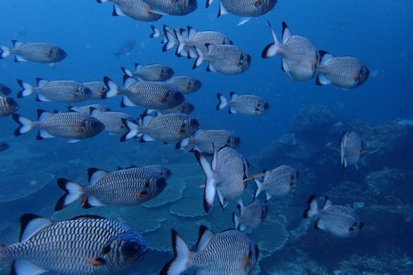 At_12_Meters_Blue_Magic_Raja_Ampat_West_Papua