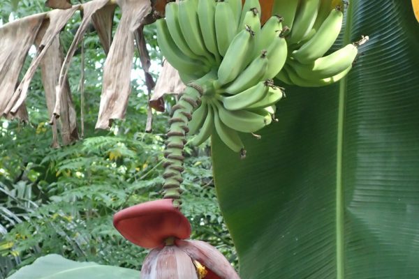 Banana_Flower_Siladen_Bunaken_Marine_Park