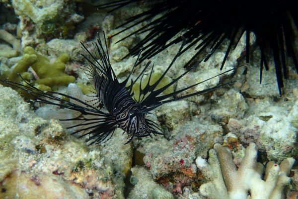 Black_Lion_Fish_Siladen_Bunaken_Marine_Park