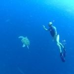 Farewell_Turtle_Friend_Benjamin_Midren_and_Friends_Siladen