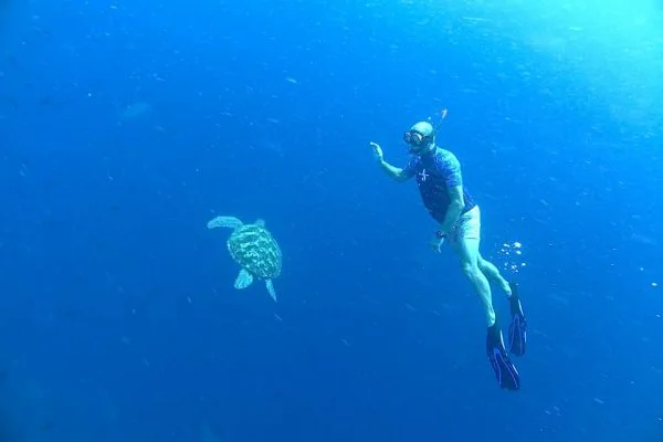 Farewell_Turtle_Friend_Benjamin_Midren_and_Friends_Siladen