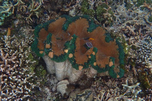 Half-Meter_Wide_Clam