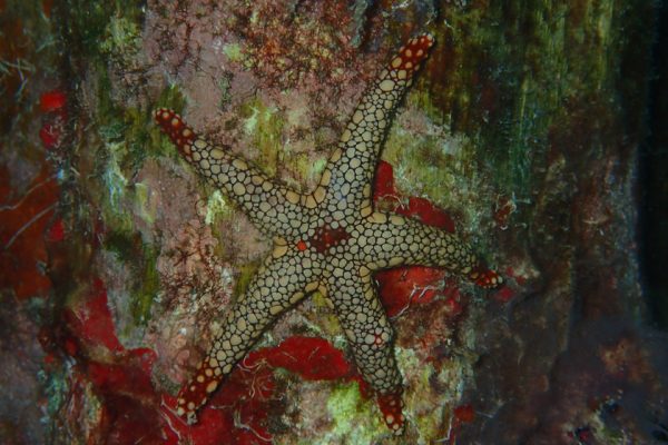 Red_Starfish_Arborek_West_Papua