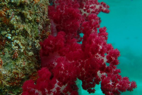 Soft_Coral_Arborerk_West_Papua