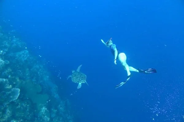 Swimming_with_Turtle_Benjamin_Midren_and_Friends_Siladen