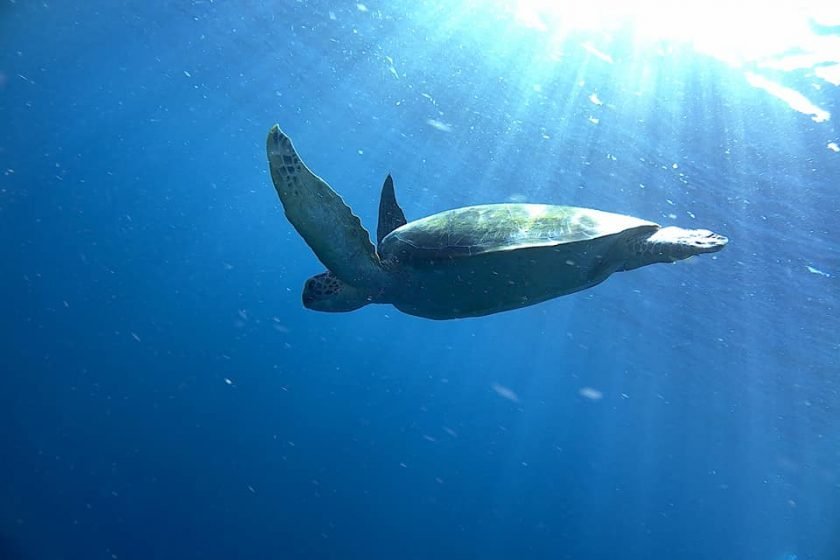 Turtle_Rays_of_Sun_Benjamin_Midren_and_Friends_Siladen