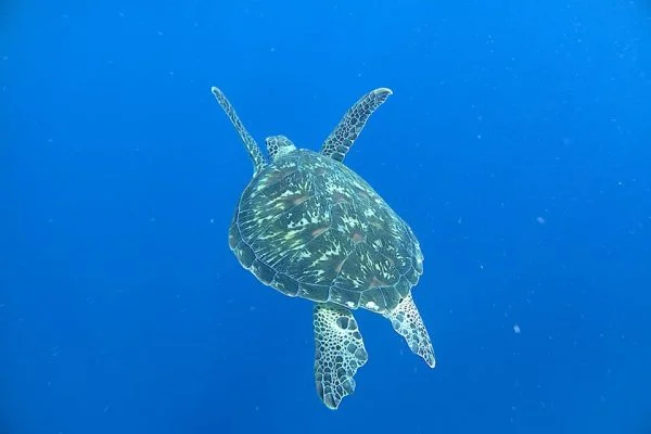 Turtle_Siladen