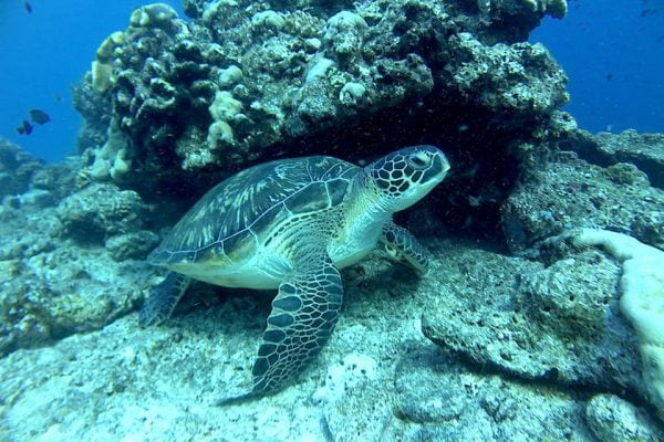 Turtle_on_Bottom_Benjamin_Midren_and_Friends_Siladen