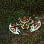 Anemone Crab