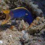 Blue Ribbon Eel