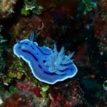 Nudibranch (Chromodoris species)