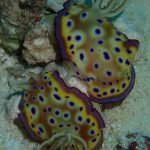 Nudibranch (Chromodoris kuniei)