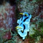Nudibranch (Chromodoris species)
