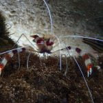 Cleaner Shrimp
