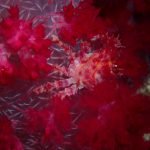 Dendronephtphya Crab