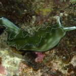 Sea Slug (Elysia)