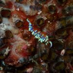 Nudibranch (Flabellina)