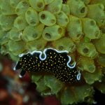 Flatworm