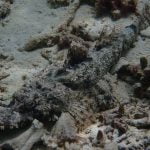 Giant Flathead Crocodile Fish