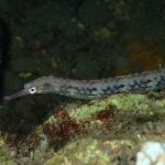 Needle Pipe Fish