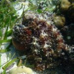 Octopus camoflauged as a Rock