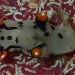 Nudibranch
