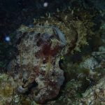Large Cuttlefish in the Night