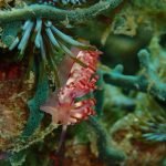 Nudibranch (Flabellina rubrolineata)