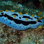 Sea Slut (Phyllidia)