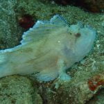 Scorpion Leaf Fish