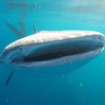 Whale_Shark_1