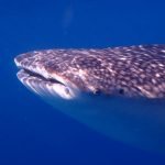 Whale_Shark_10
